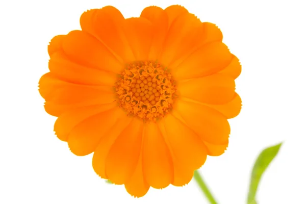 Flower of calendula — Stock Photo, Image