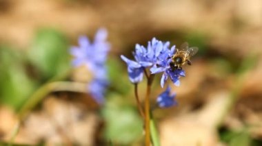 Scilla bifolia ve arı çiçek