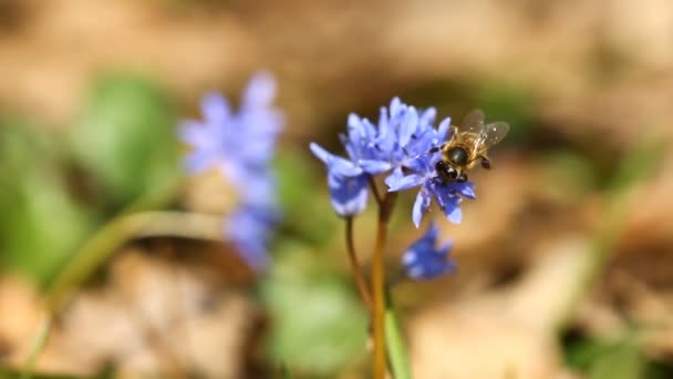 Blüten von Scilla bifolia und Biene — Stockvideo