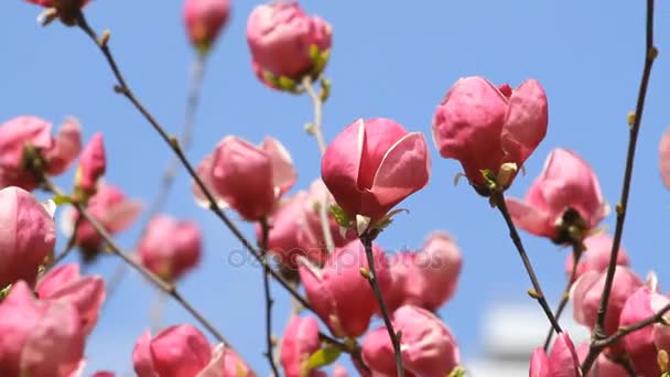 Rosa Magnolienblüten — Stockvideo