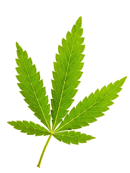 Izole marihuana yaprağı — Stok fotoğraf