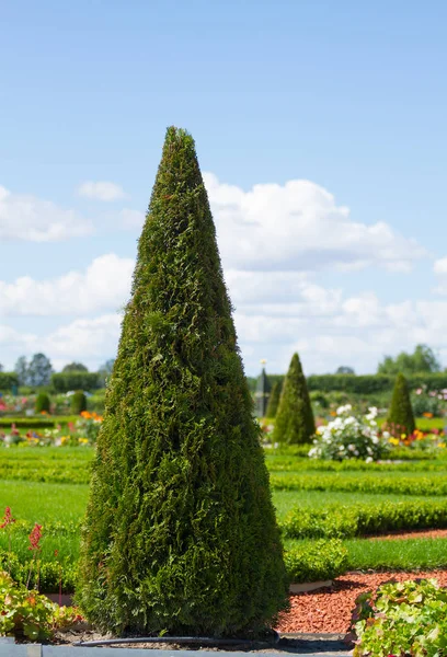 Mooie kegel boom in Rundale park, Letland — Stockfoto