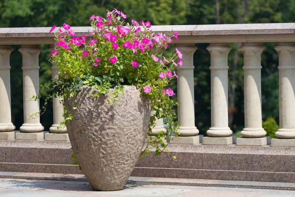 Fiori fioriti in vaso — Foto Stock