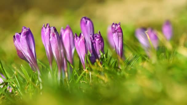 Crocos violetas frescas de primavera — Vídeo de Stock