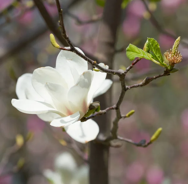 Magnolia flowers blossom — Stock Photo, Image