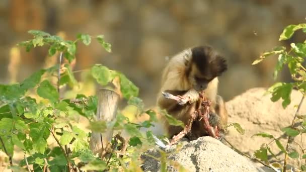 Kapucynów małpy jedzenie — Wideo stockowe