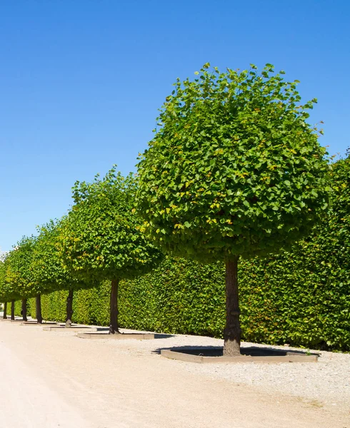 Dekorativní kulaté stromy — Stock fotografie