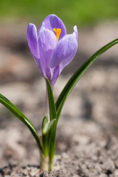 Belo croco de primavera violeta — Fotografia de Stock