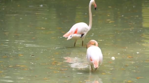 Rosa Flamingos — Stockvideo