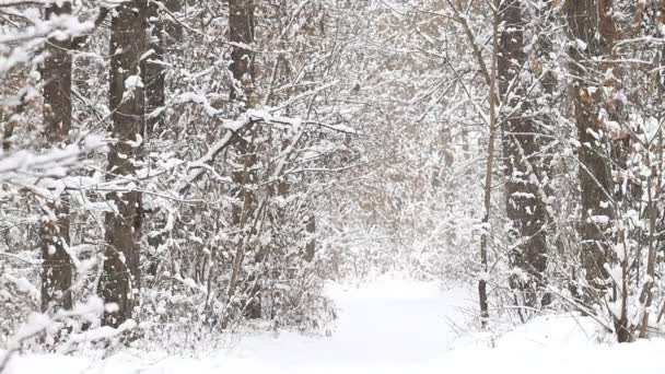 Nieve cayendo en un invierno — Vídeos de Stock