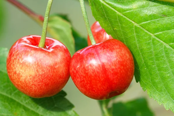 Ripe sweet cherry — Stock Photo, Image