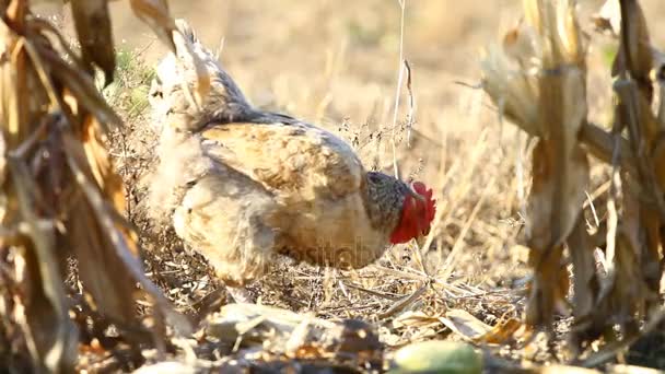Κοτόπουλο ραμφίζουν ένα καλαμπόκι — Αρχείο Βίντεο