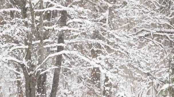 Nieve cayendo en un invierno — Vídeo de stock