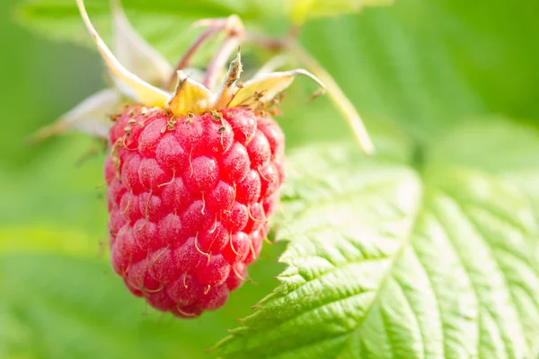 Framboise rouge mûre — Photo