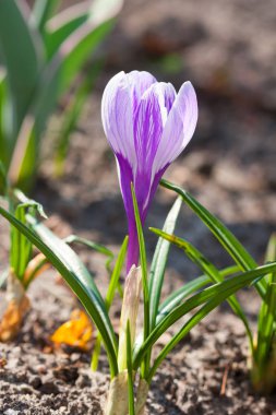 Menekşe bahar crocus
