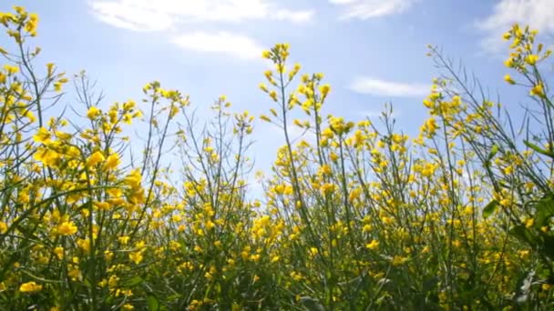 Kvetoucí pole řepky na modré obloze — Stock video