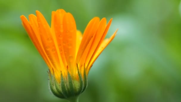 Caléndula hierba planta flor — Vídeo de stock