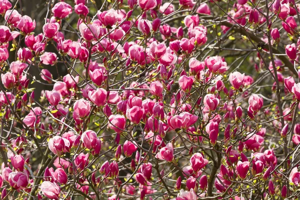 Blüte der Magnolienblüten — Stockfoto