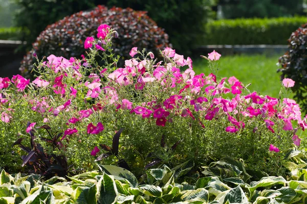 Beautiful flowers on summer — Stock Photo, Image