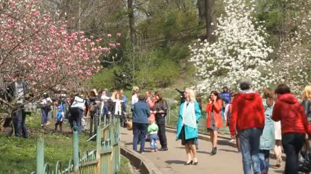 Flor de magnólia no Jardim Botânico de Kiev, Ucrânia . — Vídeo de Stock