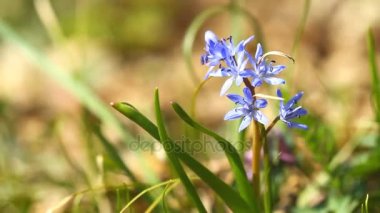 güzel bahar çiçekleri scilla bifolia