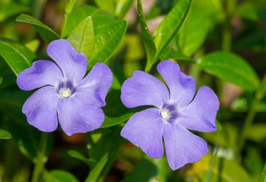 Deniz salyangozu çiçek