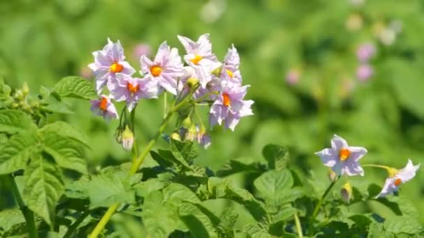 Batatas floridas no dia de verão — Vídeo de Stock