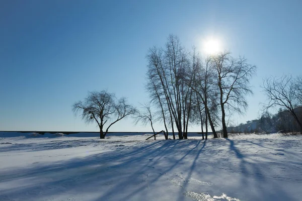 El sol y la sombra del árbol en invierno —  Fotos de Stock