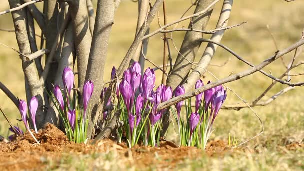 Purpurkrokusse im Frühling — Stockvideo