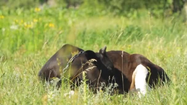 Young calf lying — Stock Video