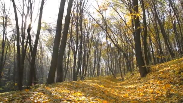 Feuilles d'érable tombent dans un parc d'automne 