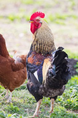 Çimlerin üzerinde duran horoz