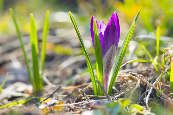 Lila crocus növekvő — Stock Fotó