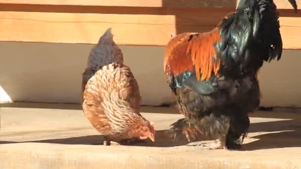 Gallo e pollo mangia vicino alla casa nel villaggio — Video Stock