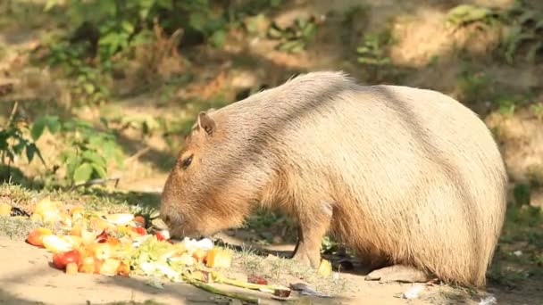 Capibara  (Hydrochoerus hydrochaeris) — Stok video
