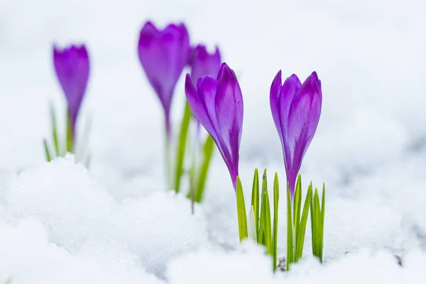 Violet flowers crocuses — Stock Photo, Image