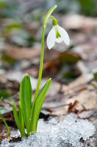 As primeiras flores de primavera gotas de neve brancas — Fotografia de Stock