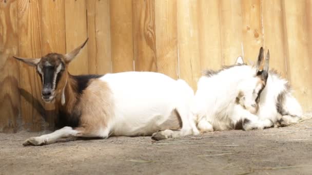 農場にはヤギが2頭 — ストック動画