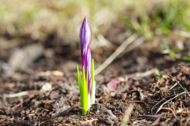 güzel Menekşe çiğdemler