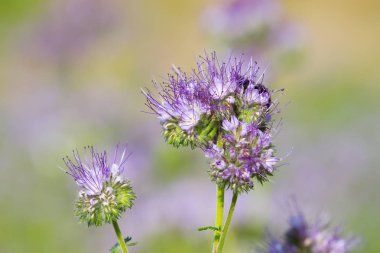 çiçek phacelia çiçek 