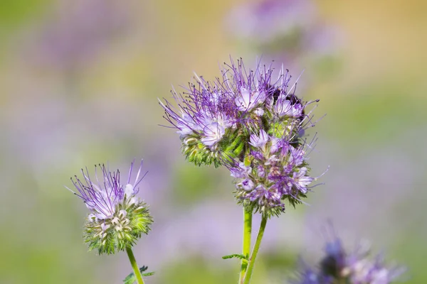 Blossom phacelia flowers — Stock Photo, Image