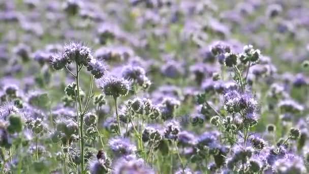 Fleurs de phacelia en fleur en été — Video