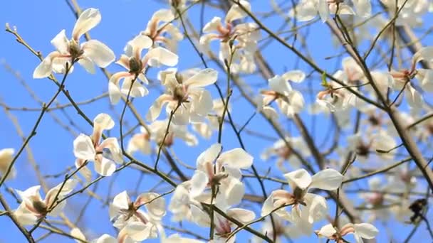 Witte magnolia bloesem bloemen — Stockvideo