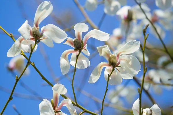 Άσπρο magnolia άνθος — Φωτογραφία Αρχείου