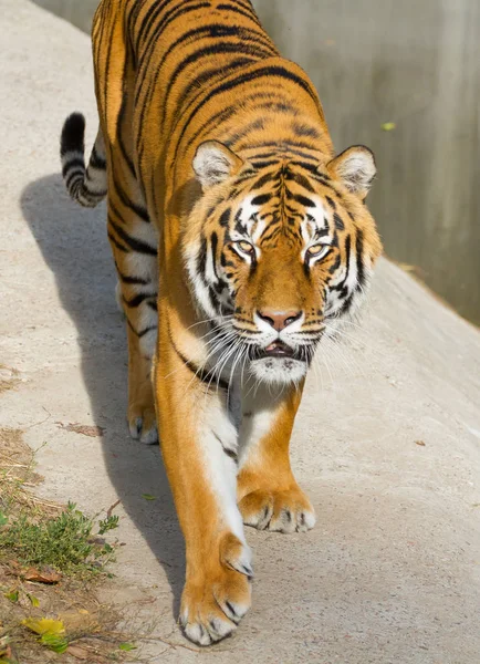 Tigerporträt — Stockfoto