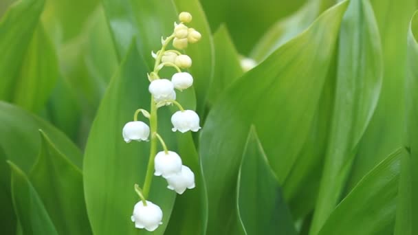 Los lirios del valle florecen — Vídeos de Stock