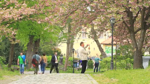People enjoy blossoming pink sakura trees — Stock Video