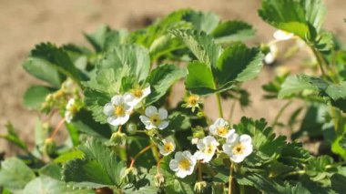Bahçede çilek beyaz çiçek çiçeklenme