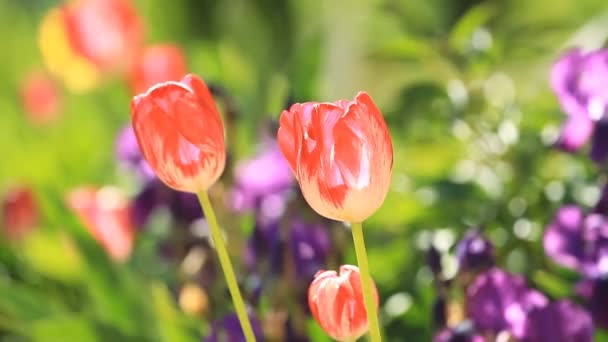 Tulipani rossi fioriscono nel giardino — Video Stock