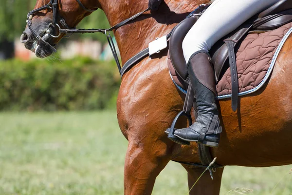馬術の馬およびライダー — ストック写真